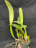 C. trianaei coerulea `La Perla' Original Division Select Species Cattleya Orchid Plant Div #1