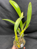 C. trianaei coerulea `La Perla' Original Division Select Species Cattleya Orchid Plant Div #1
