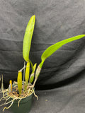 C. trianaei `#2' Original Division Select Species Cattleya Orchid Plant Div #1