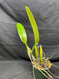 C. trianaei `#2' Original Division Select Species Cattleya Orchid Plant Div #1
