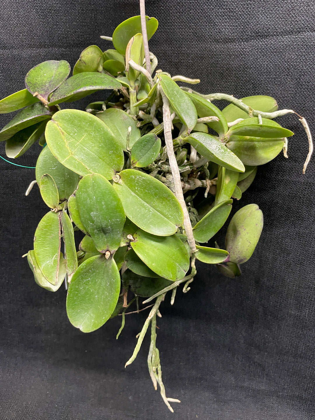 C. aclandiae nigrescens Cattleya Orchid Plant