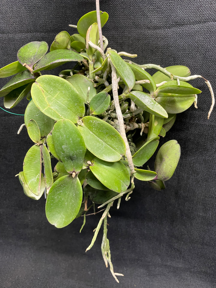 C. aclandiae nigrescens Cattleya Orchid Plant