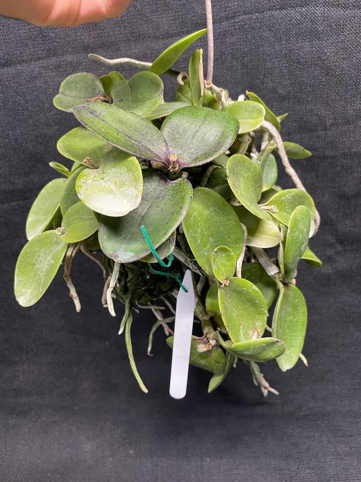 C. aclandiae nigrescens Cattleya Orchid Plant