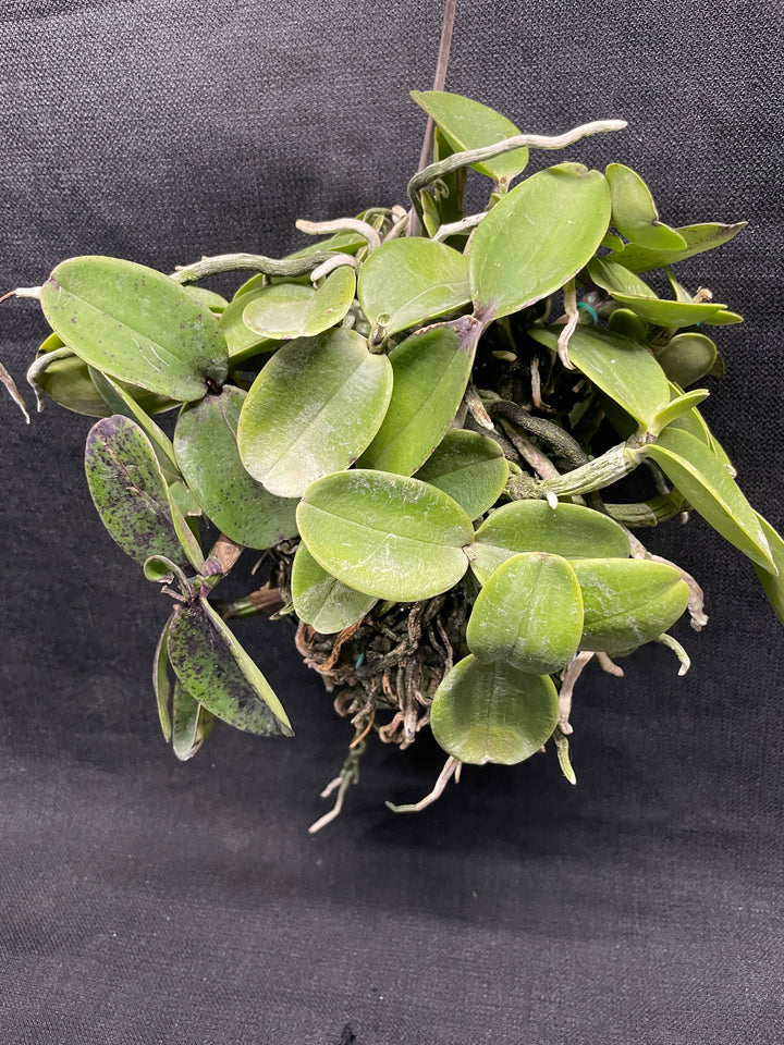 C. aclandiae nigrescens Cattleya Orchid Plant