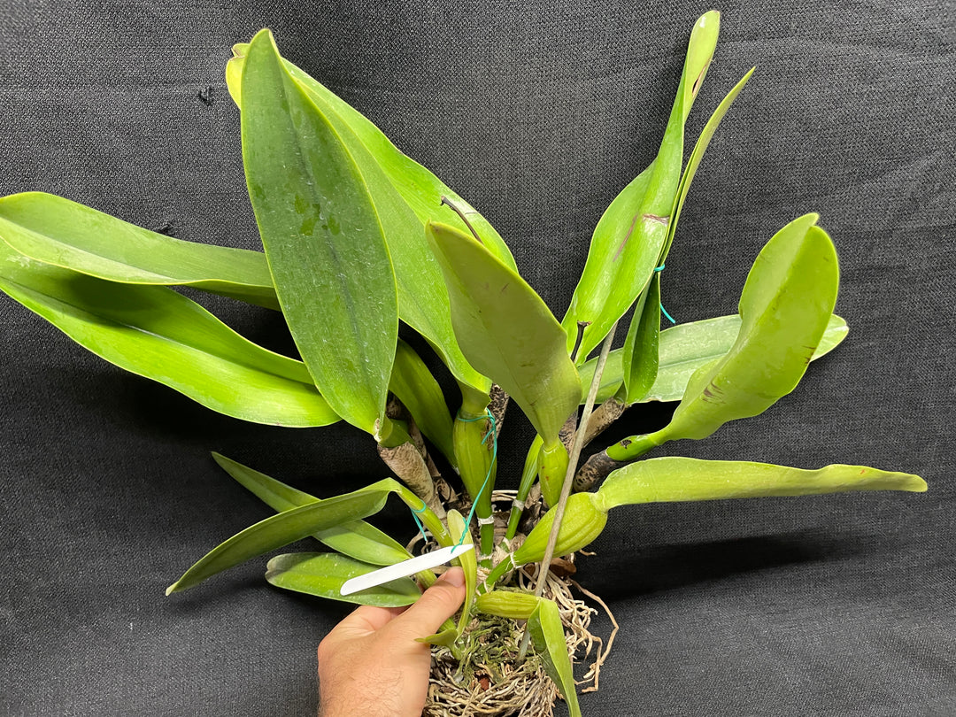 C. warscewiczii coerulea (`Paul&