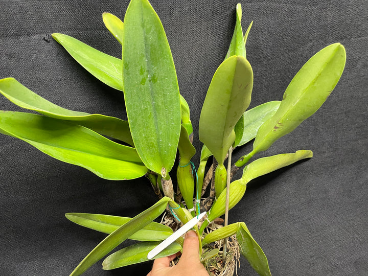 C. warscewiczii coerulea (`Paul&
