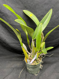 C. trianaei coerulea `Tangerit' Original Division Select Species Cattleya Orchid Plant Div #1