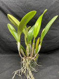 C. trianaei coerulea `Tangerit' Original Division Select Species Cattleya Orchid Plant Div #1