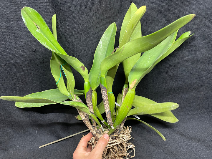 C. warscewiczii coerulea (`Paul&