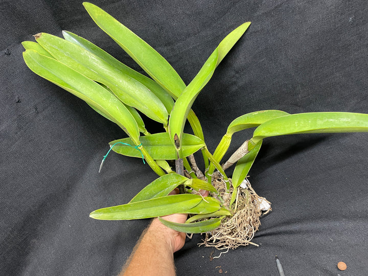 C. warscewiczii coerulea (`Paul&
