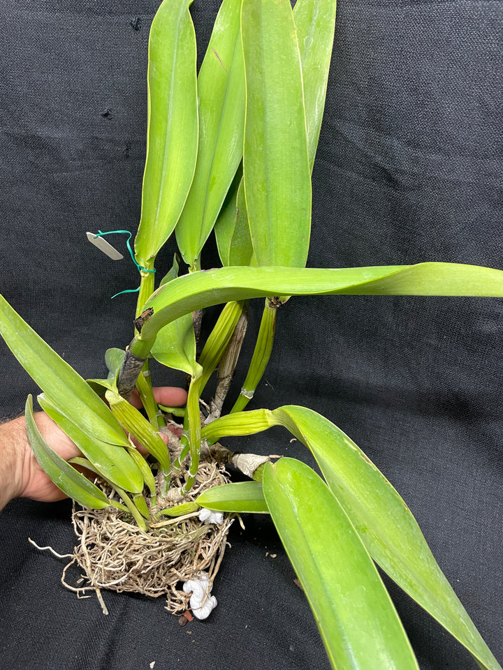 C. warscewiczii coerulea (`Paul&