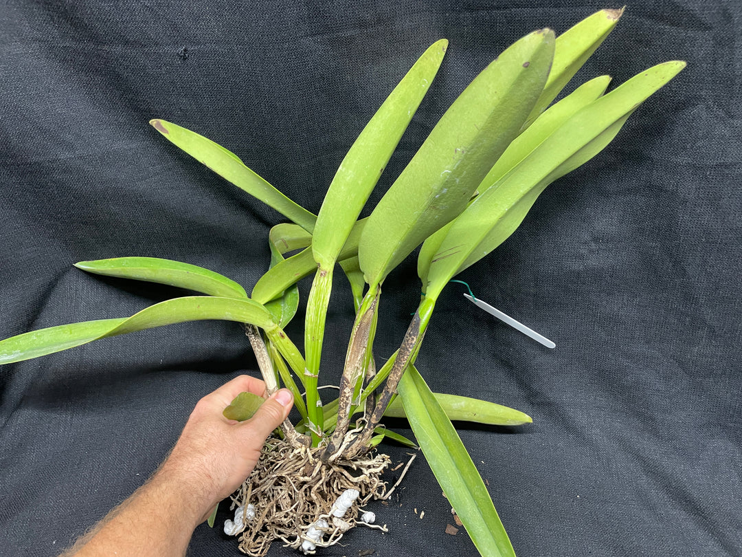 C. warscewiczii coerulea (`Paul&