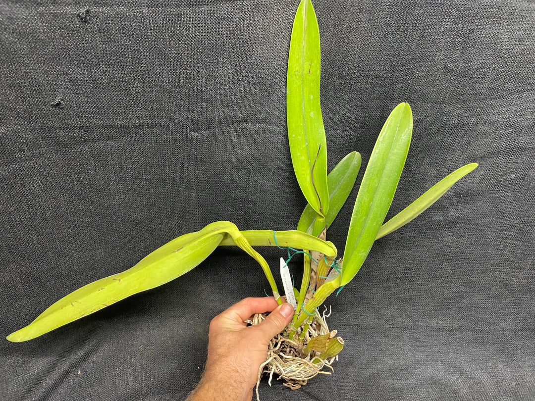 C. warscewiczii coerulea (`Paul&