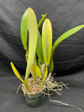 C. trianaei coerulea `Tangerit' Original Division Select Species Cattleya Orchid Plant Div #2