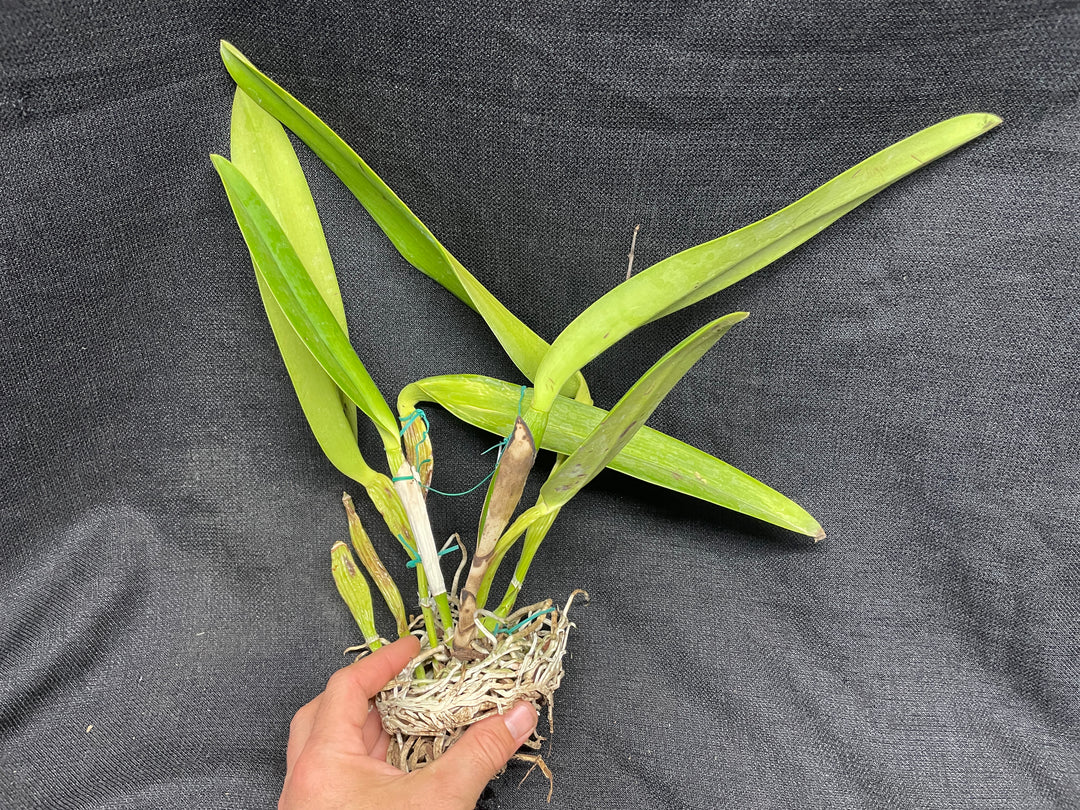 C. warscewiczii coerulea (`Paul&