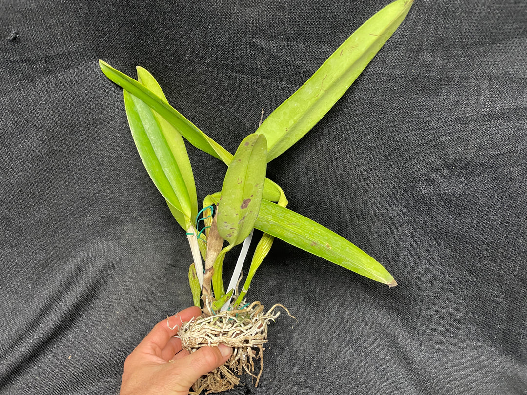 C. warscewiczii coerulea (`Paul&