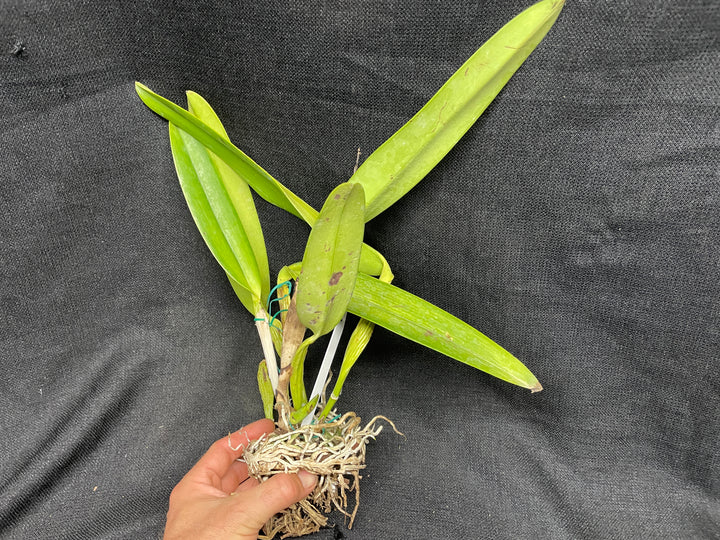 C. warscewiczii coerulea (`Paul&