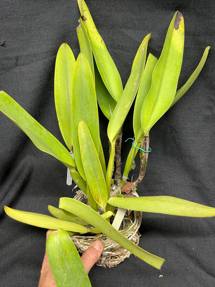 C. warscewiczii coerulea (`Paul&