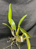 C. trianaei coerulea `Tangerit' Original Division Select Species Cattleya Orchid Plant Div #3