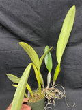 C. trianaei coerulea `Tangerit' Original Division Select Species Cattleya Orchid Plant Div #3