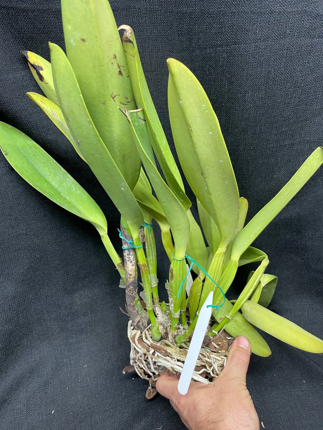 C. warscewiczii coerulea (`Paul&