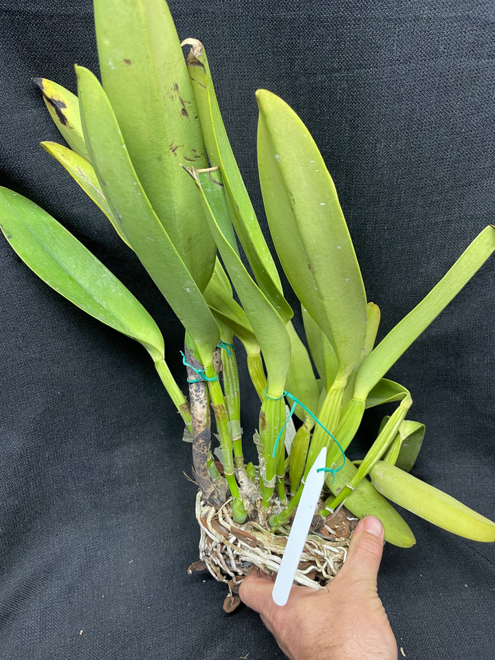 C. warscewiczii coerulea (`Paul&