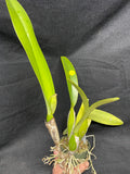C. trianaei coerulea `Tangerit' Original Division Select Species Cattleya Orchid Plant Div #3