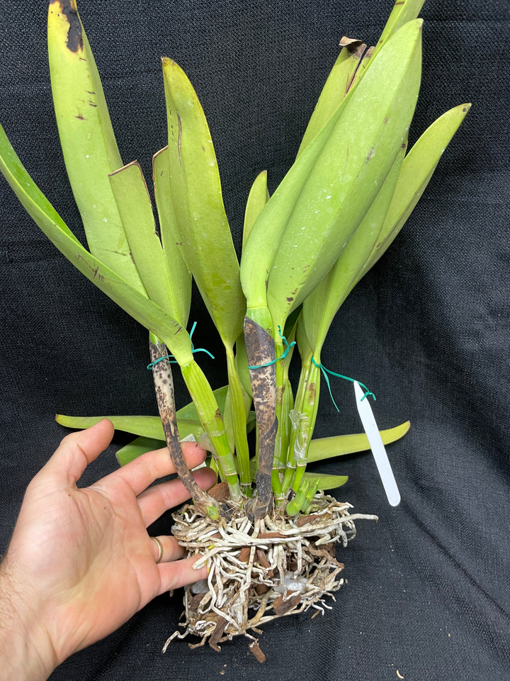 C. warscewiczii coerulea (`Paul&
