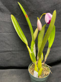 C. trianaei `Eladio' Original Division #2 Select Species Cattleya Orchid Plant