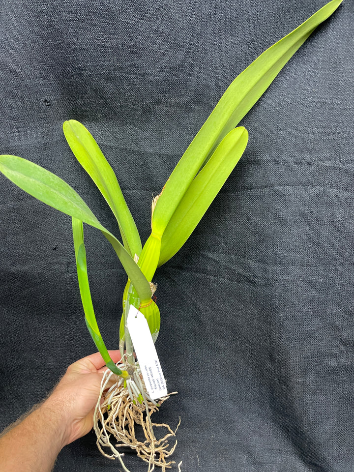 L. purpurata alba `Equilab&