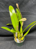 C. trianaei aquinii `Gabriella' Original Division Select Species Cattleya Orchid Plant Div #1