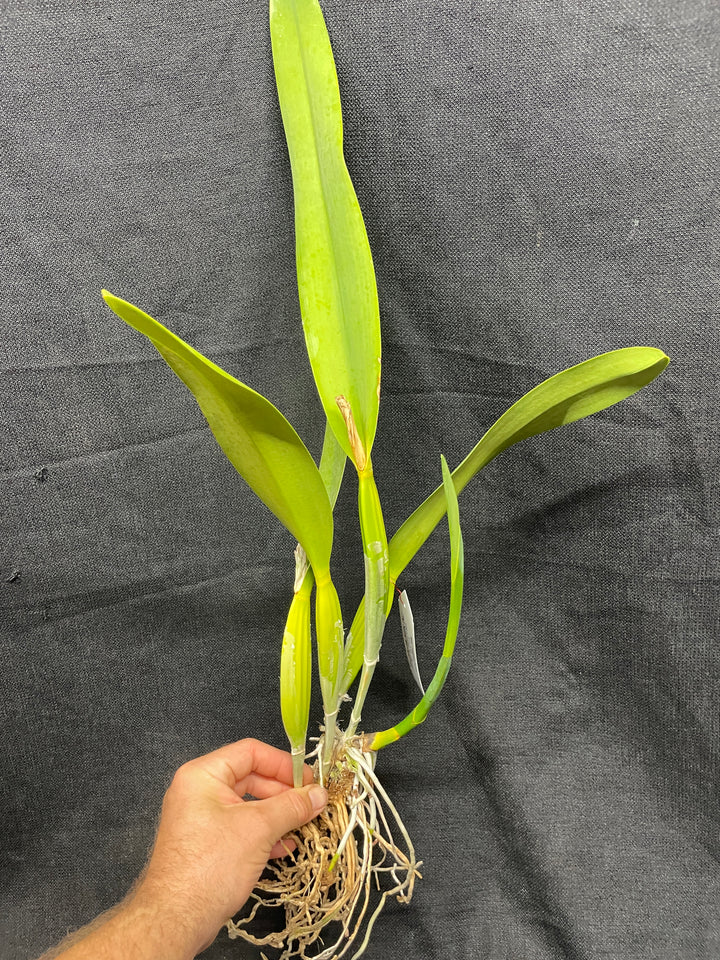 L. purpurata alba `Equilab&