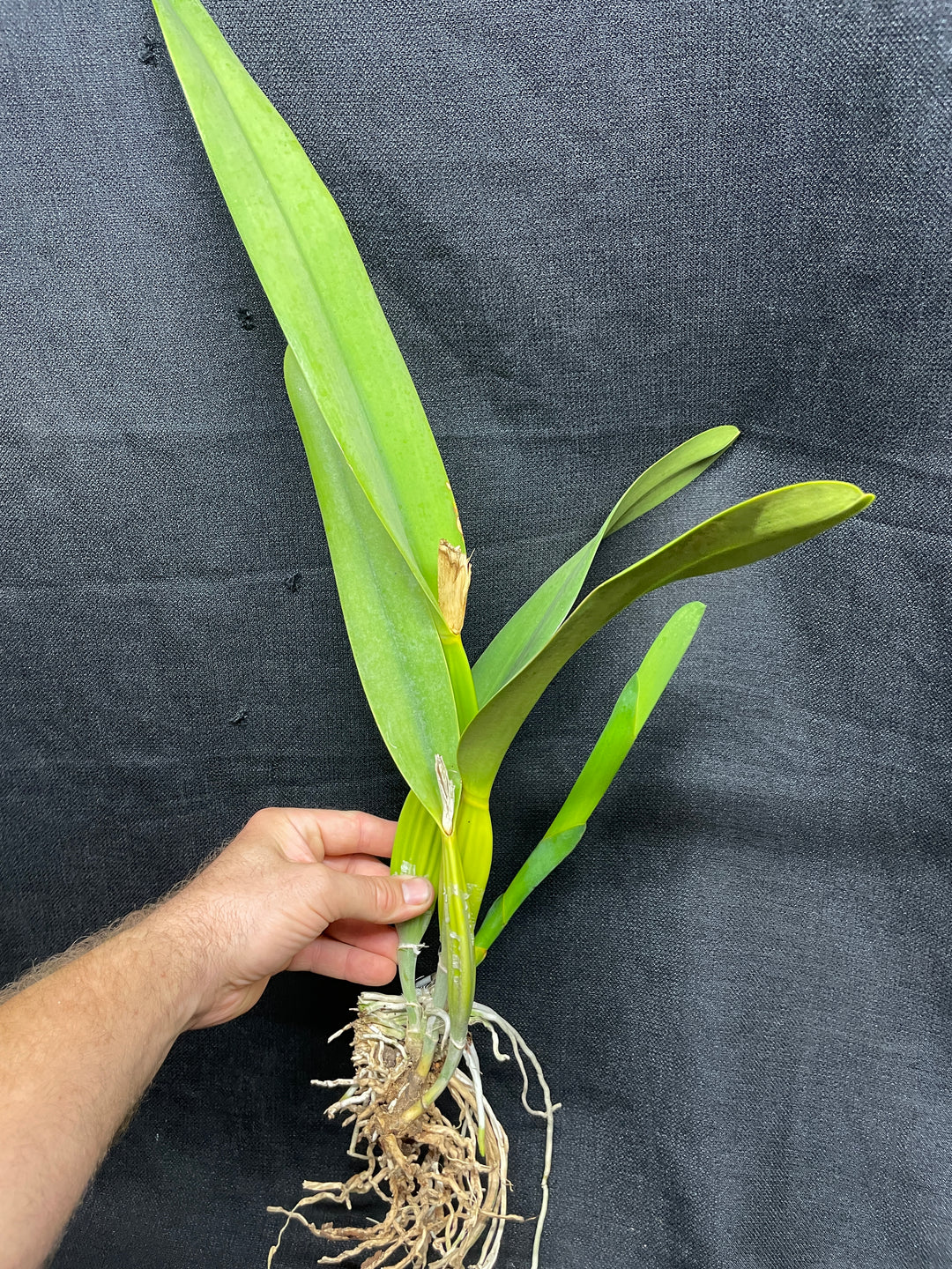 L. purpurata alba `Equilab&