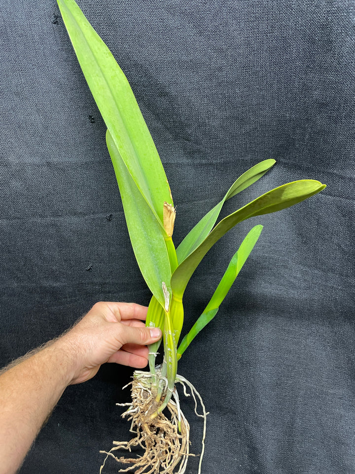 L. purpurata alba `Equilab&