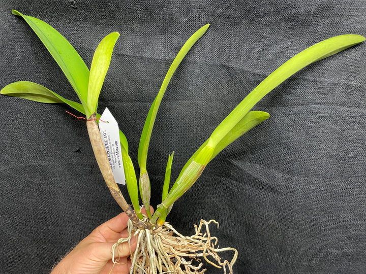 Blc. Robert Ferguson `Rainbow Sharbet&