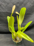 C. trianaei aquinii `Gabriella' Original Division Select Species Cattleya Orchid Plant Div #1