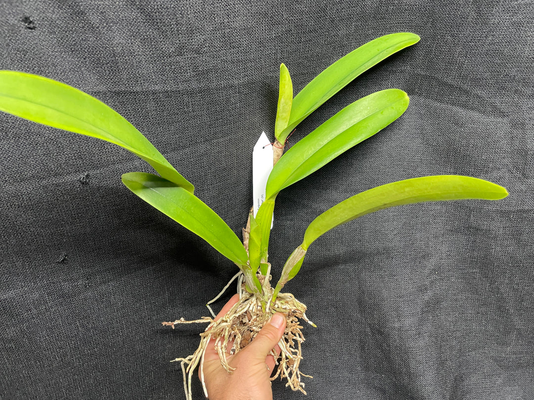 Blc. Robert Ferguson `Rainbow Sharbet&