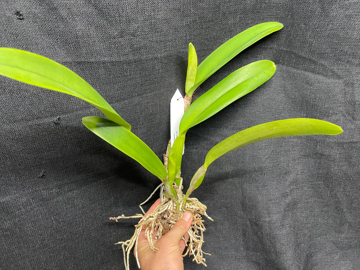 Blc. Robert Ferguson `Rainbow Sharbet&