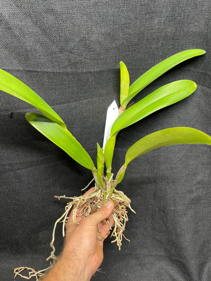 Blc. Robert Ferguson `Rainbow Sharbet&