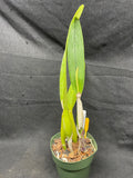 C. trianaei atropurpurea schusteriana Original Division Select Species Cattleya Orchid Plant Div #1