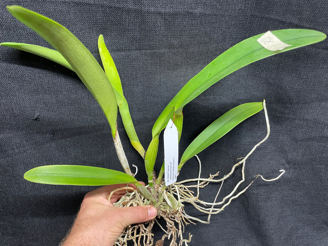 Blc. Robert Ferguson `Rainbow Sharbet&