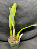 C. trianaei atropurpurea schusteriana Original Division Select Species Cattleya Orchid Plant Div #1