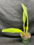 C. trianaei atropurpurea schusteriana Original Division Select Species Cattleya Orchid Plant Div #1