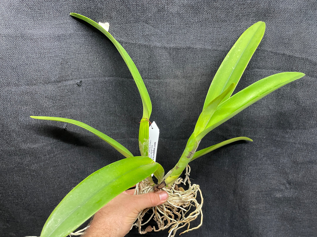Blc. Robert Ferguson `Rainbow Sharbet&