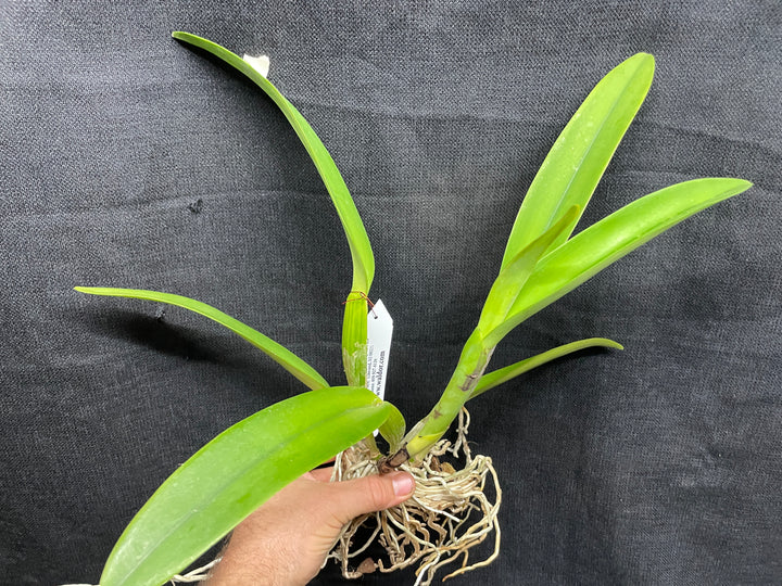 Blc. Robert Ferguson `Rainbow Sharbet&