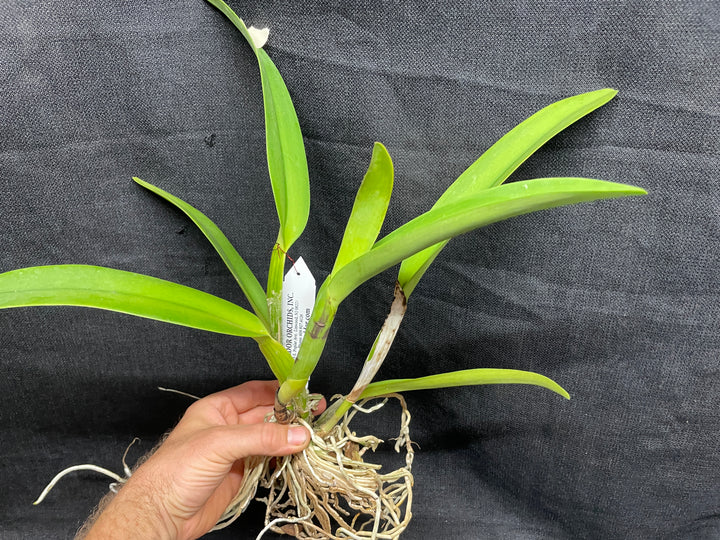 Blc. Robert Ferguson `Rainbow Sharbet&