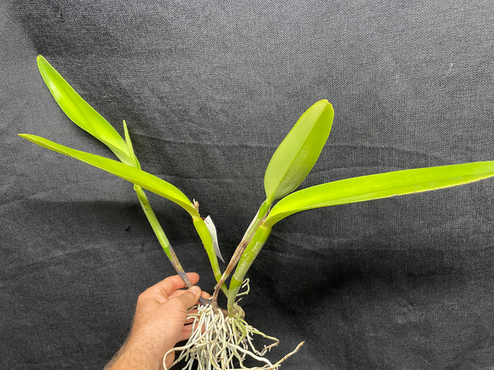C. maxima alba `K.D. 