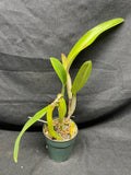 C. trianaei atropurpurea schusteriana Original Division Select Species Cattleya Orchid Plant Div #2