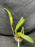 C. trianaei atropurpurea schusteriana Original Division Select Species Cattleya Orchid Plant Div #2
