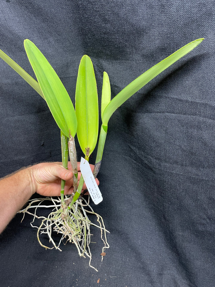 C. maxima alba `K.D. 